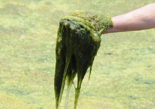 algaeinhand